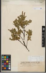 Foto von Salix waldsteiniana Willd.
